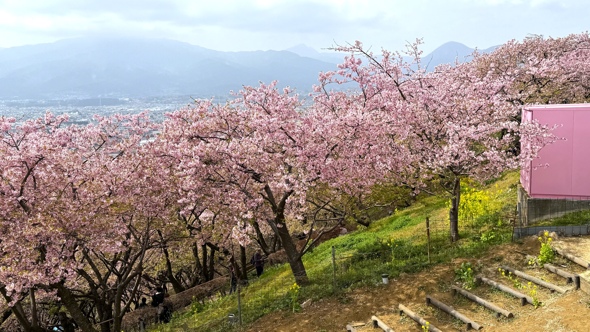 【松田町 – まつだ桜まつりレポート】山が河津桜のピンク色に染まるキュートなお祭り